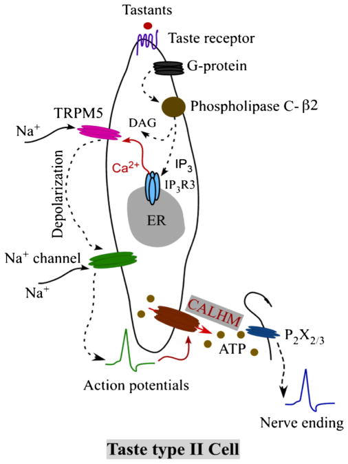 Fig. 2