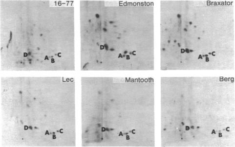 graphic file with name pnas00004-0530-a.jpg