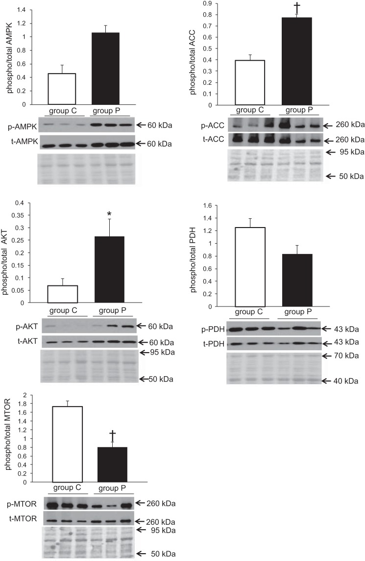 Fig. 10.