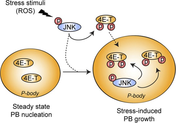 Fig 10