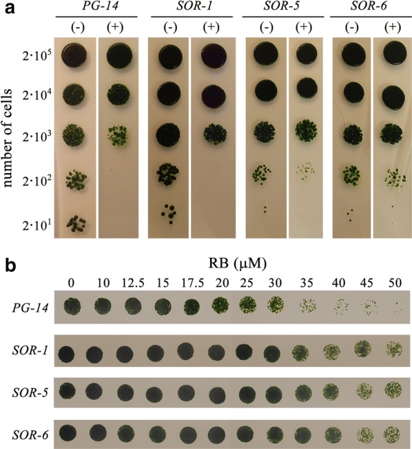 Fig. 2