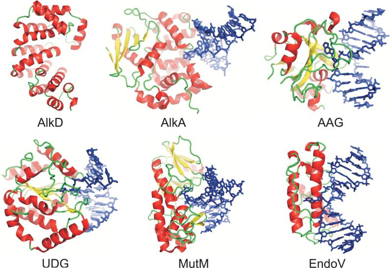 A New Protein Architecture for Processing Alkylation Damaged DNA: The ...