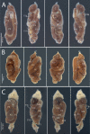 Figure 6.