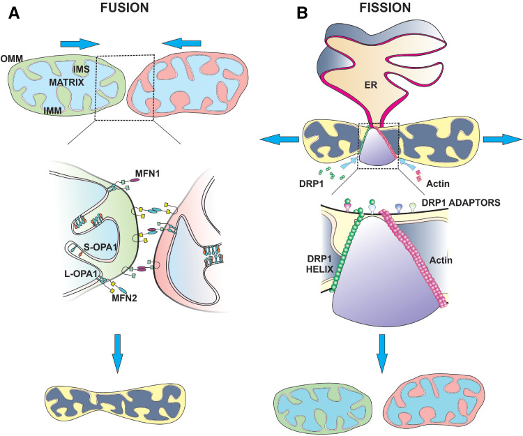 Fig. 2