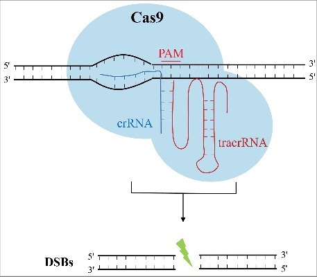 Figure 1.