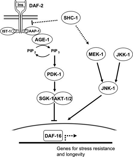 Figure 7.