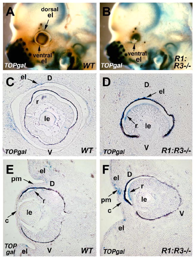 Fig. 5