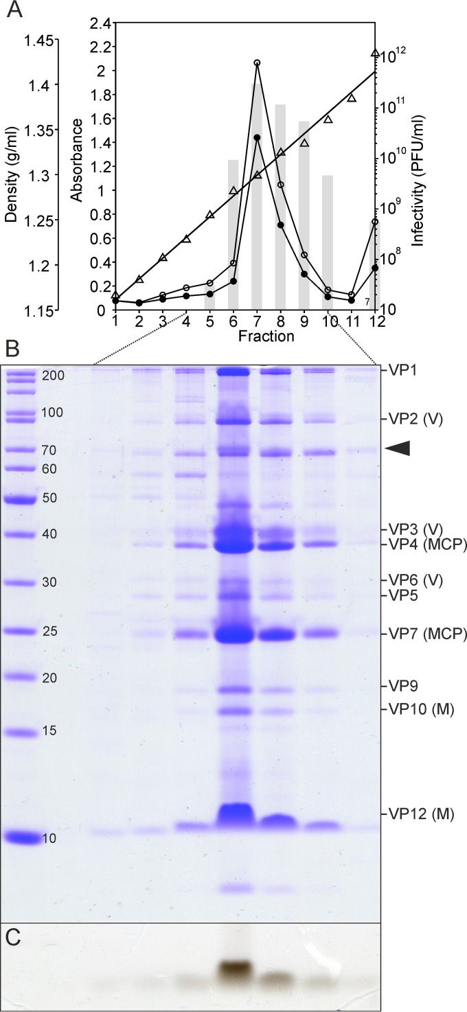 FIG 2 