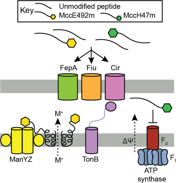 Figure 49.