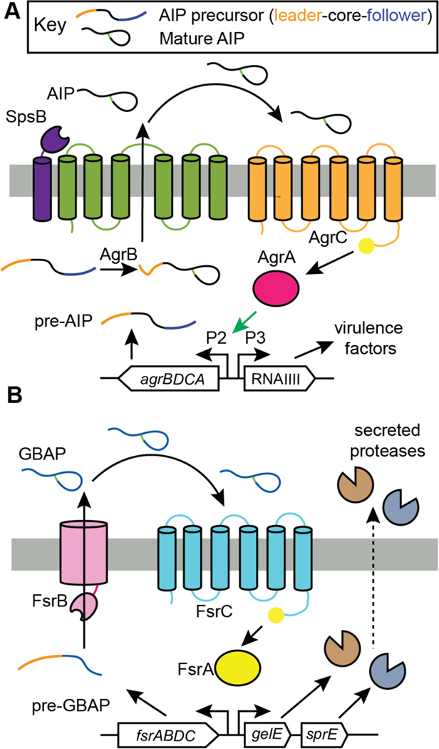 Figure 52.