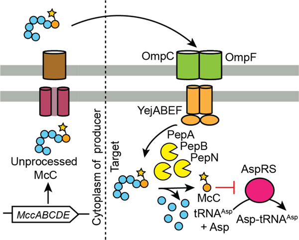 Figure 46.