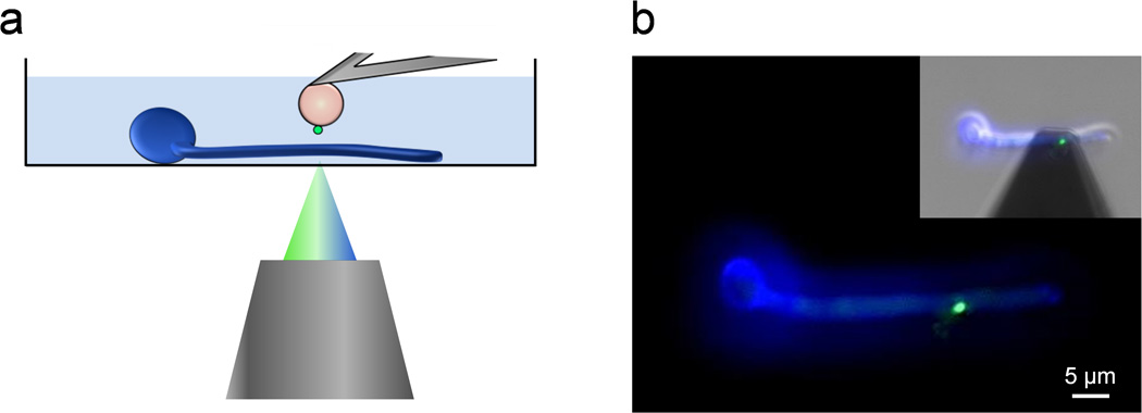 Fig. 1