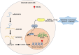 Image, graphical abstract