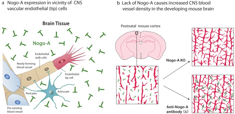 Fig. P1.