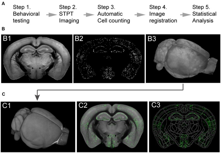 FIGURE 2