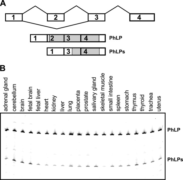 FIGURE 1.