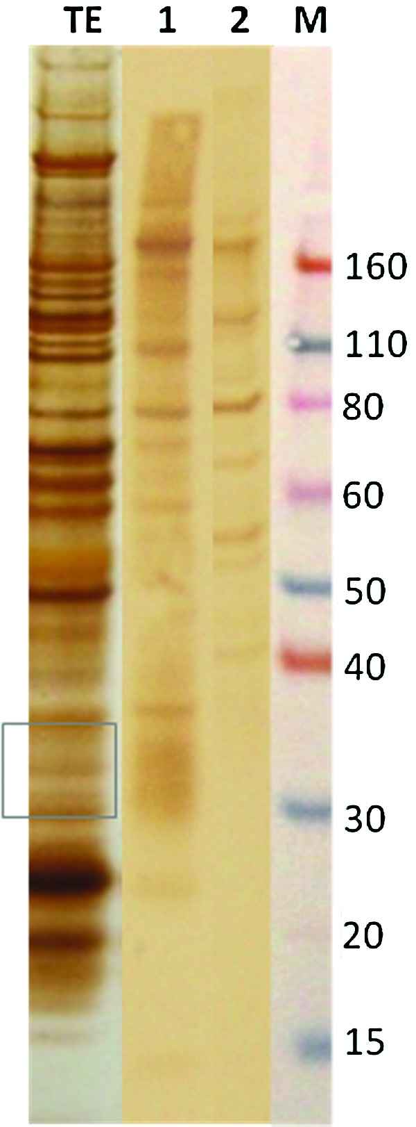 FIG. 1.