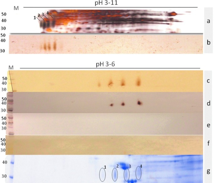 FIG. 2.