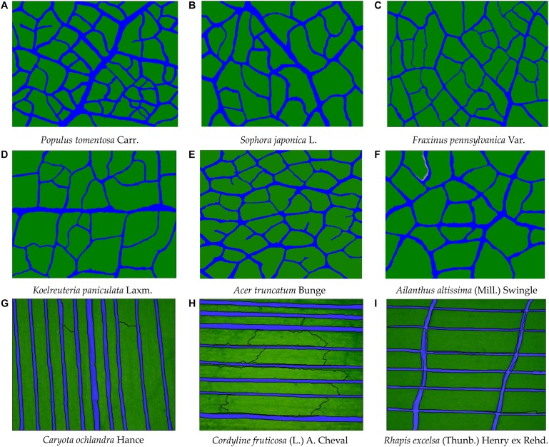 FIGURE 11