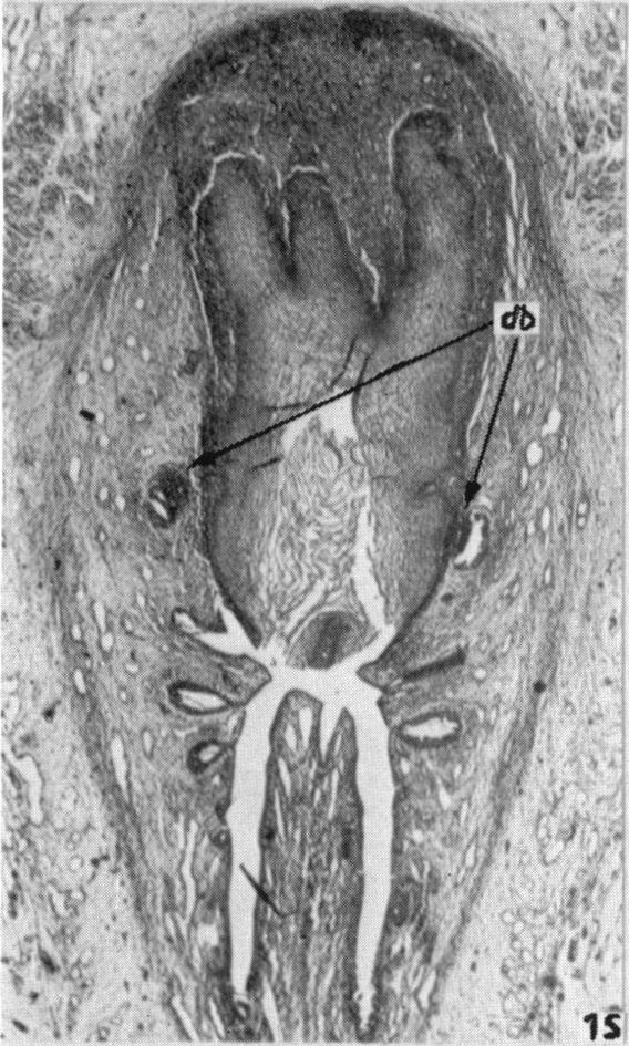 Fig. 15