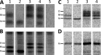FIG 2