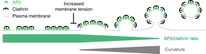 Fig. 8