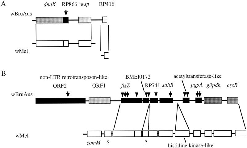 Fig 5.