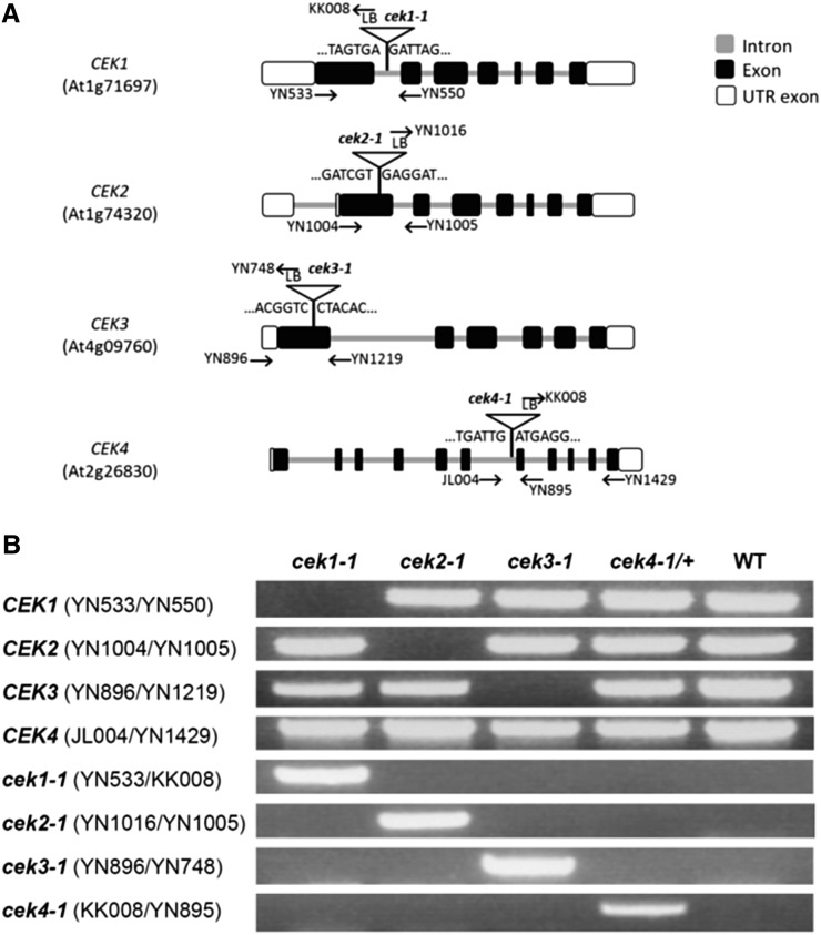 Figure 3.