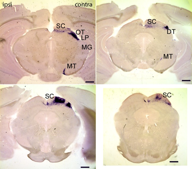 Fig 4