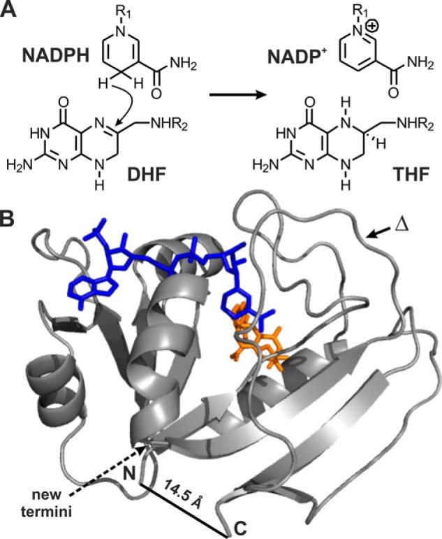 FIGURE 1.