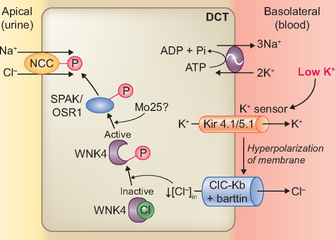 FIGURE 3