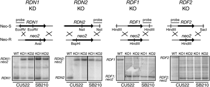 FIGURE 2.