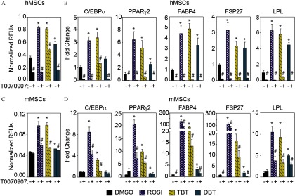 Figures 3A and 3C are bar graphs with standard errors of mean plotting Nile red relative fluorescence units (y-axis) normalized with Hoescht 33342 relative fluorscent units in human and mouse MSCs, respectively, treated with DMSO, ROSI, TBT and DBT in the presence or absence of the PPAR gamma antagonist T0070907 (x-axis). Figures 3B and 3D are bar graphs with standard errors of mean plotting fold changes (y-axis) of mRNA levels of CEBP alpha, PPAR gamma 2, FABP 4, FSP27 and LPL in human and mouse MSCs, respectively, treated with DMSO, ROSI, TBT and DBT in the presence or absence of the PPAR gamma antagonist T0070907.