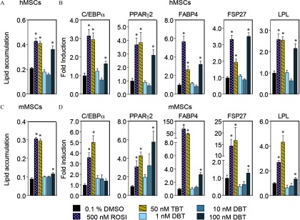 Figures 2A and 2C are bar graphs with standard errors of mean plotting Nile Red relative fluorescence units normalized with Hoechst 33342 relative fluorescence units in human and mouse MSCs, respectively, induced to differentiate in the presence of DMSO, ROSI, TBT and DBT. Figures 2B and 2D are bar graphs with standard errors of mean plotting fold change (y-axis) of mRNA levels for CEBP alpha, PPAR gamma 2, FABP 4, FSP27 and LPL in human and mouse MSCs respectively, induced to differentiate in the presence of DMSO, ROSI, TBT, and DBT.