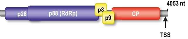 Figure 1—figure supplement 1.