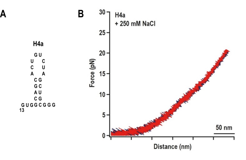 Figure 3—figure supplement 1.