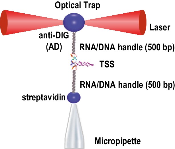 Figure 2—figure supplement 1.