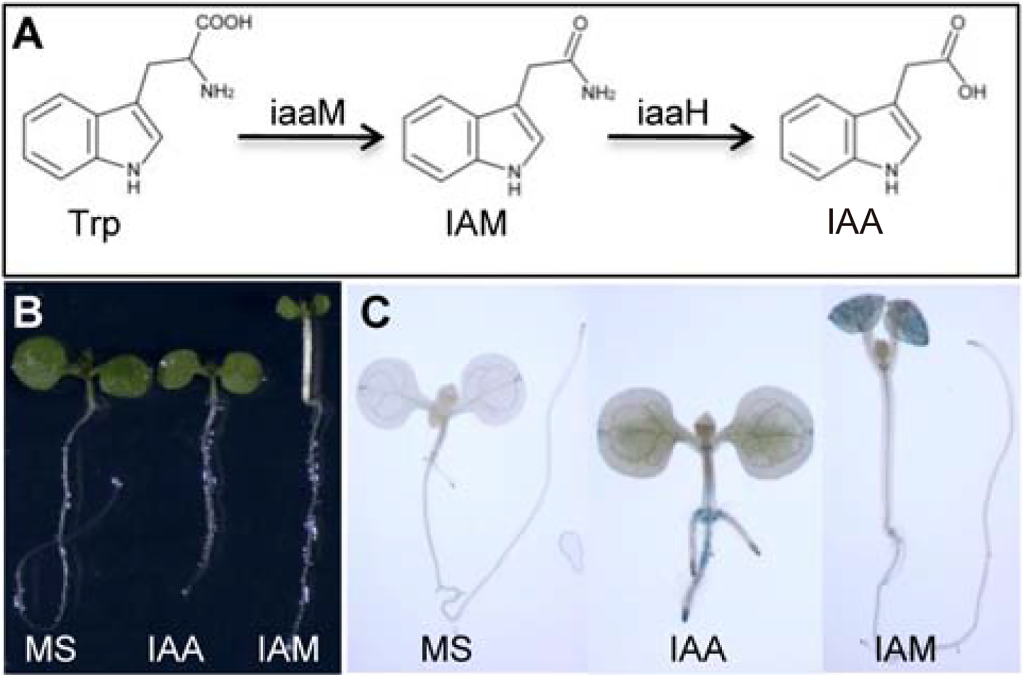 Fig 1.