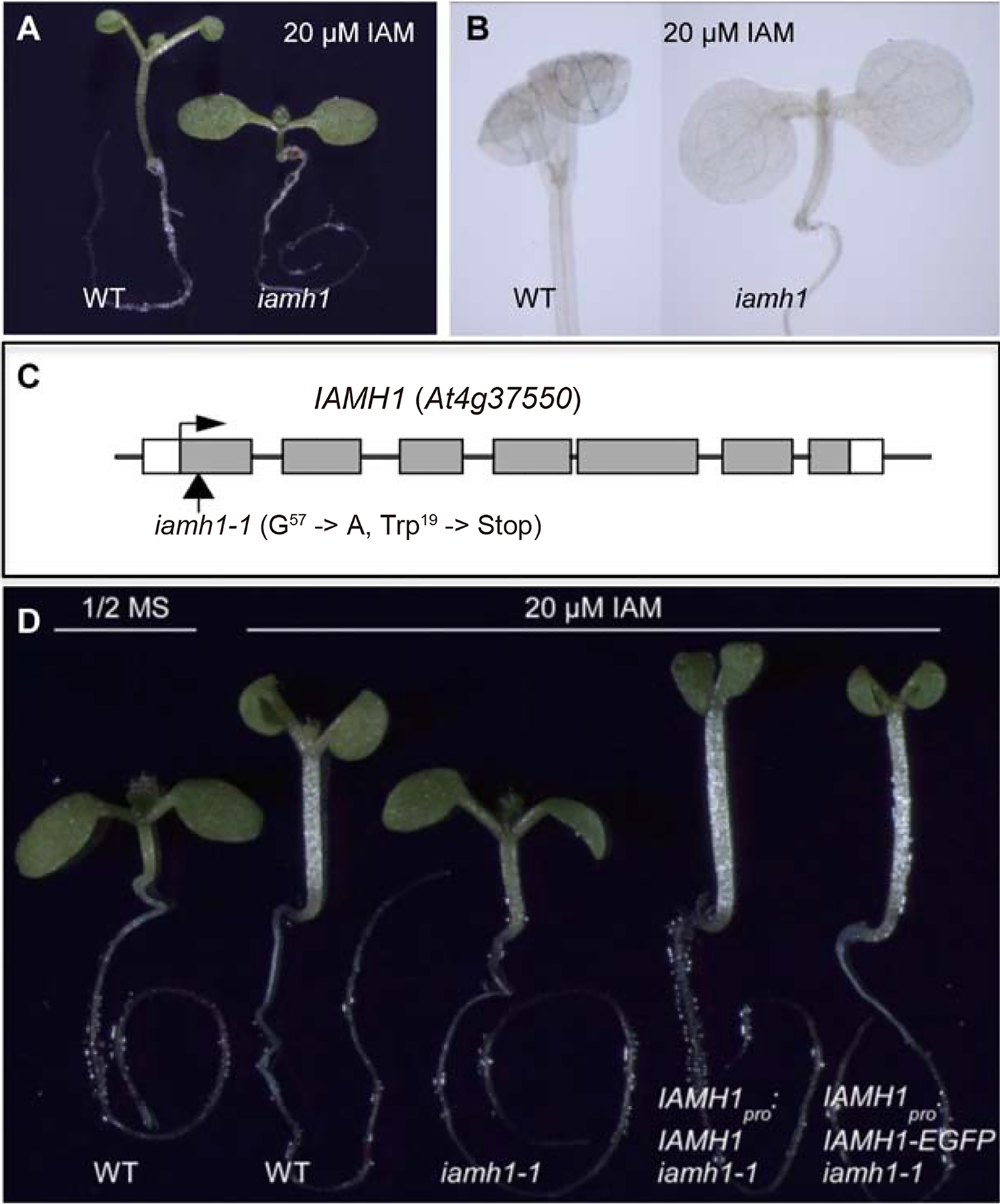 Fig 2.