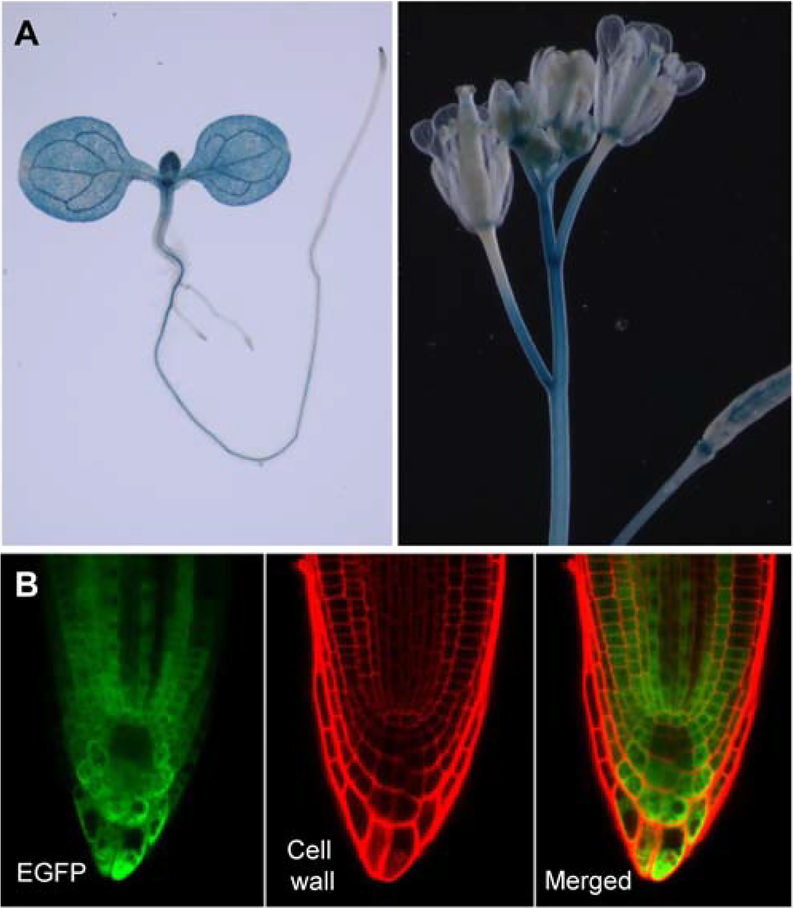 Fig 3.