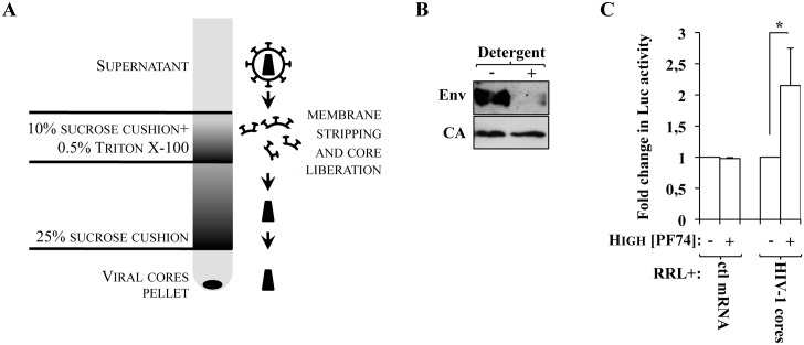 Fig 5