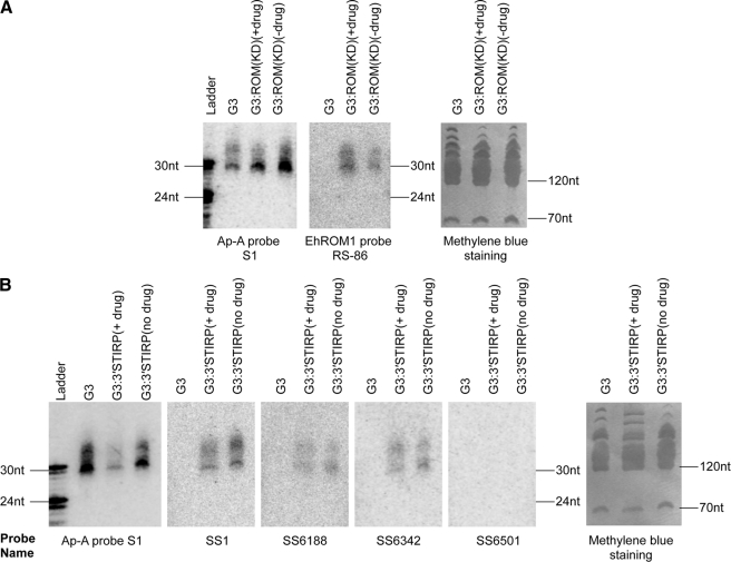 FIGURE 4.