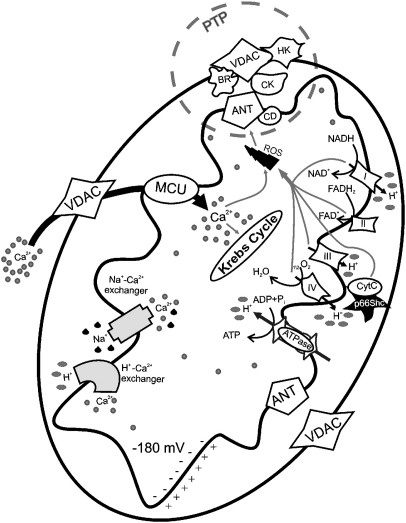 Fig. 1