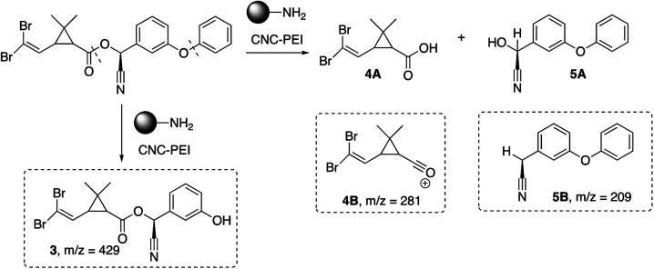 Scheme 2