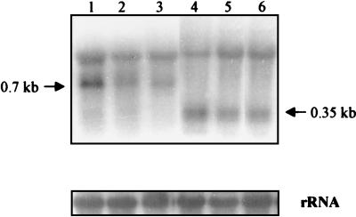 FIG. 6