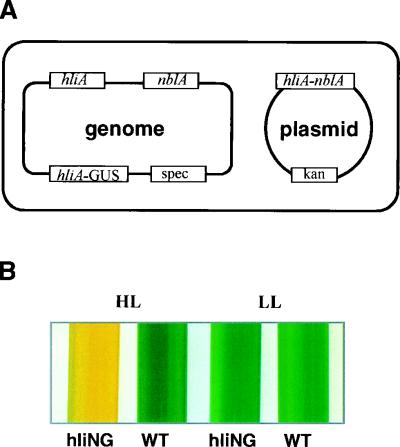 FIG. 1