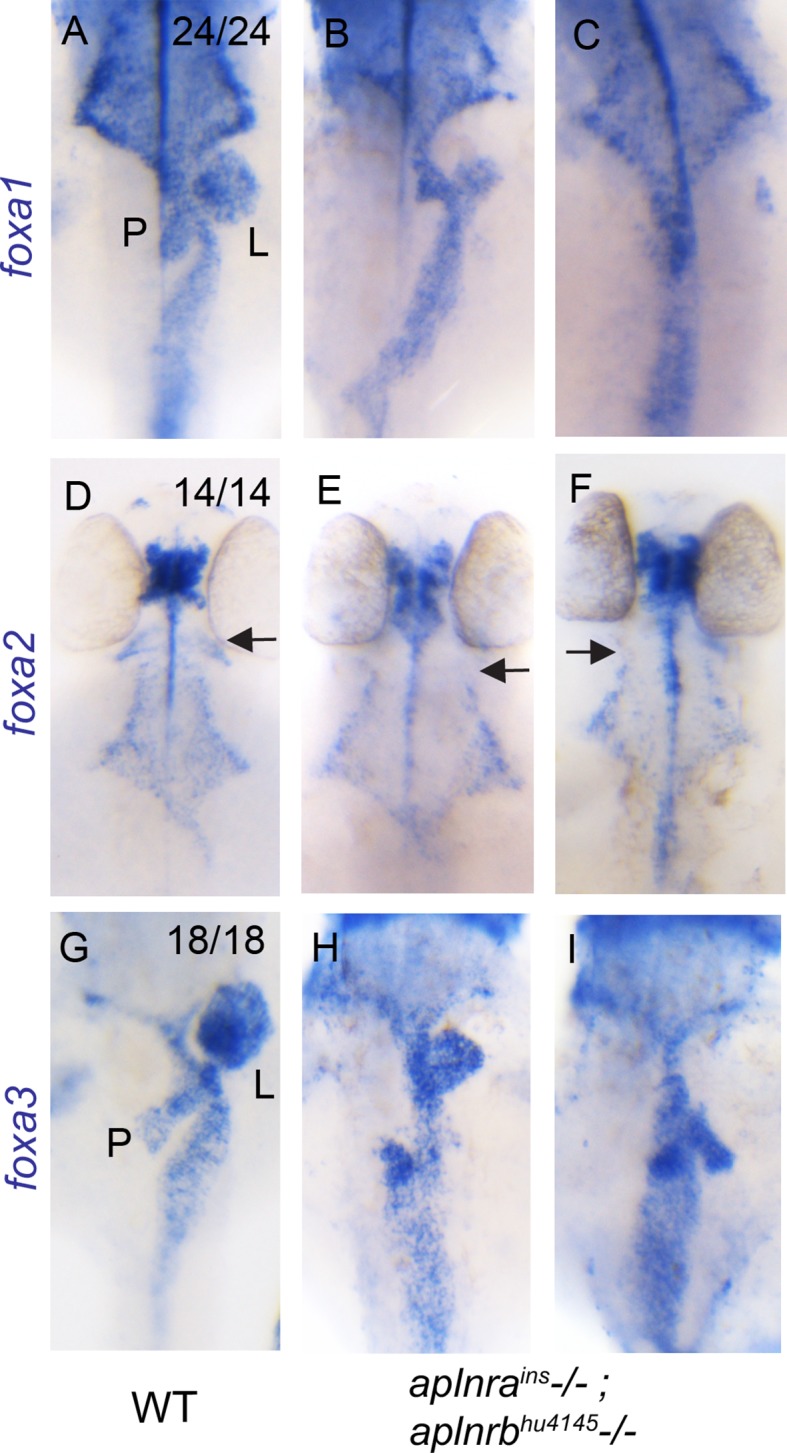 Figure 1—figure supplement 2.