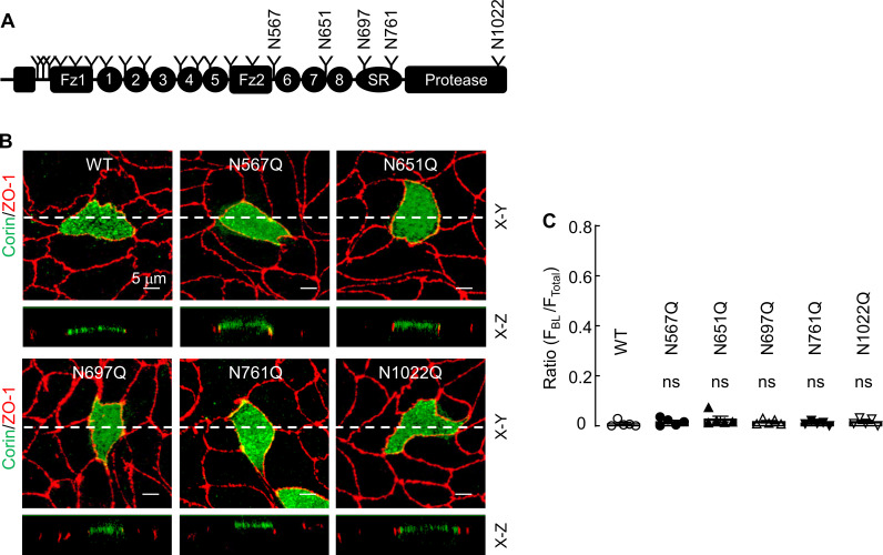 Figure 2—figure supplement 2.