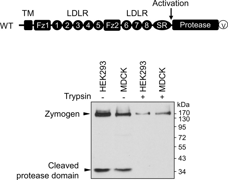 Figure 1—figure supplement 1.