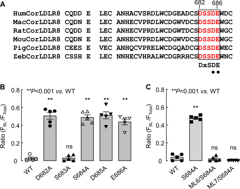 Figure 4—figure supplement 1.